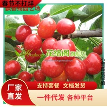 矮化吉塞拉砧木嫁接布鲁克斯大樱桃树苗 乔化黄布鲁克斯大樱桃苗