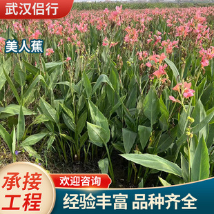 Supply of Aquatic Canna Purple Leaf Canna Garden Planting Multi-Color Mosaic Canna Sales Base Wholesale