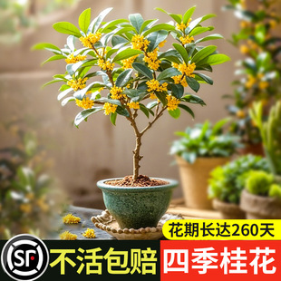 𻨘Իļ¹҃ȺBʳ̨ͥԺֲ