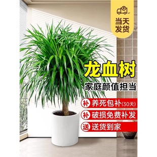 Ѫk҃ȴͿ͏dFլGֲϘ횘