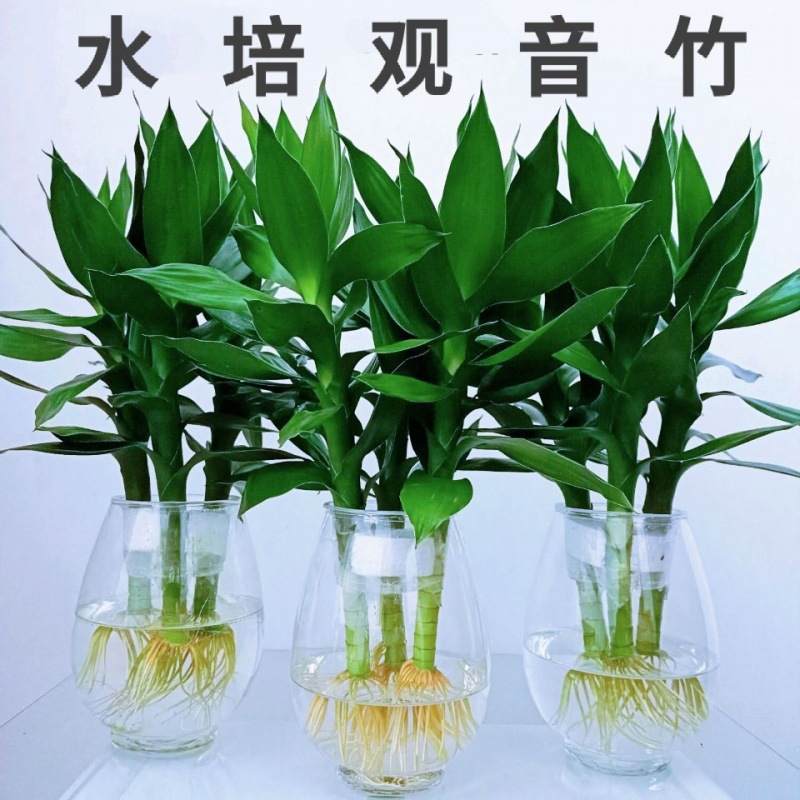 水培观音竹绿植盆栽富贵竹莲花竹水养长青植物室内客厅净化空气