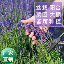 ���N��޹�²��ļ��҃������������Ҋ���ͻ��ļ����㻨�N����ͥԺ