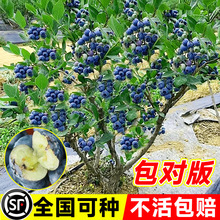 {ݮ{ݮԱϷNֲļ䱡Fش̨Nֲ