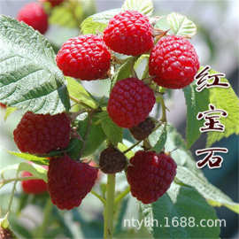红黑树莓树苗南北方种植耐寒四季覆盆子苗盆栽地栽果树苗当年结果