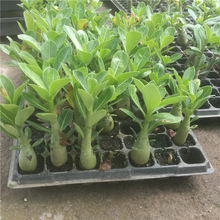 ɳĮõ�廨�������ļ��_�����B�͏d�����̨ͥԺ�k������ֲ��