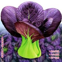 紫妃上海青種子上海精品蘇州青四季種植高產蔬菜小青菜小白菜種籽