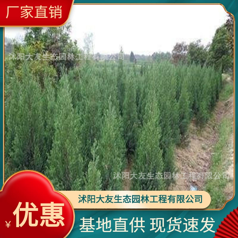 База оптом саженцы кипарисов Хэнань собственного производства Живописный пейзаж дорога сад инженерия Зеленые саженцы