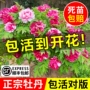 洛阳盆栽重瓣正宗牡丹花苗