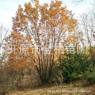 苗圃批发东北辽东栎丛生蒙古栎柞树荒山造林苗木蒙古栎大树盆栽-阿里巴巴