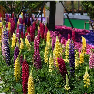 ���羳��؛�����ȶ��N�Ӵ��ﲥ�������N������ͥԺ�G���׷N���N��