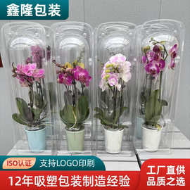 双11热卖花束塑料盒蝴蝶兰包装盒鲜花礼盒手提兰花PET透明盒订制