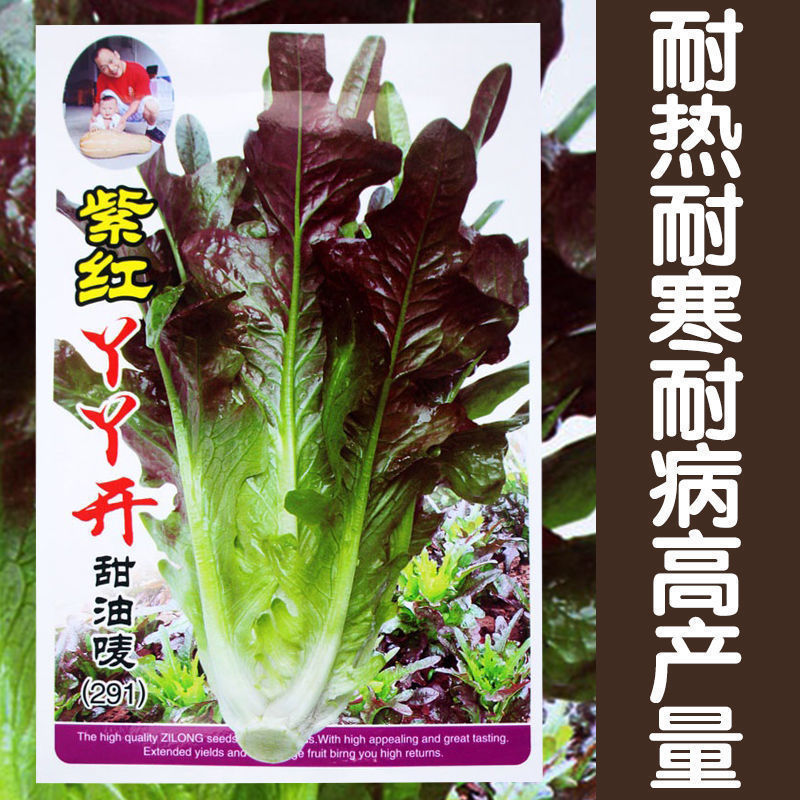 紫红丫丫开甜油唛种子四季播油麦菜籽阳台盆栽农家种植青菜蔬菜孑