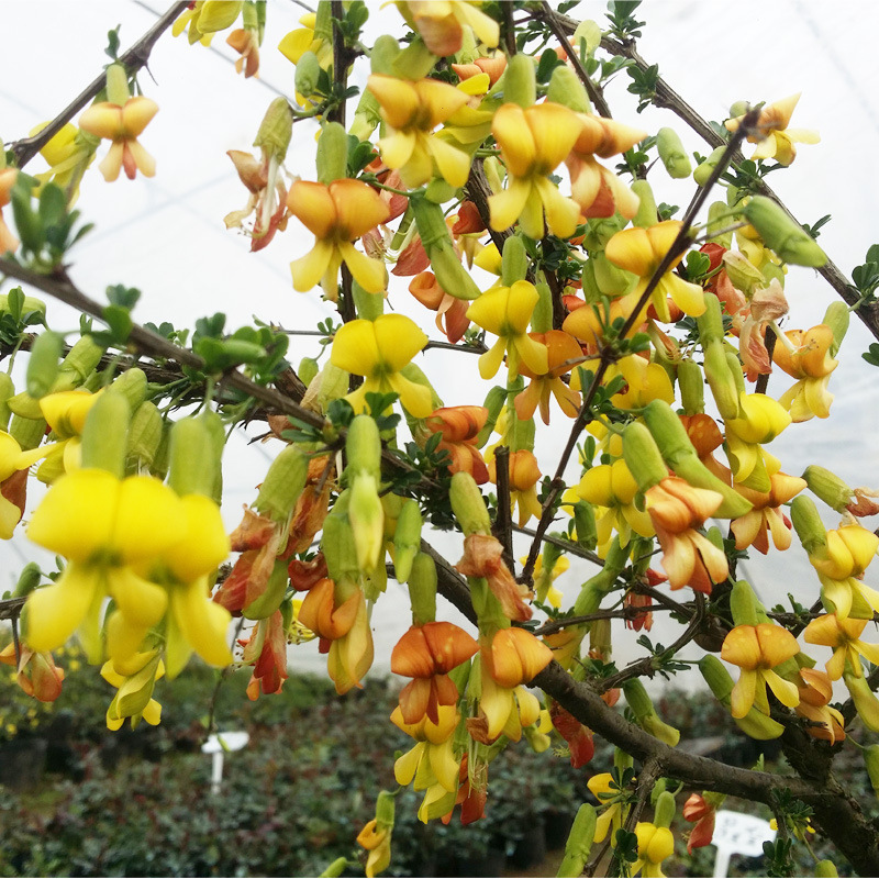 Golden Bird Flower Seedlings, Golden Bird Plum Potted Plants, Indoor and Outdoor Easy-To-Grow Florals, Golden Pheasant, Canary Green Plants, Bonsai Shapes