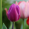 Tulip species ball flower seed seed seed seed seeds are easy to live cold water resistance to soil cultivation pots and pots of imported heavy petal balls in the Netherlands