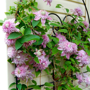 �@ˇֲ�������F��ɏ3��N�������҃��̨ͥԺ��Ȥֲ��N��