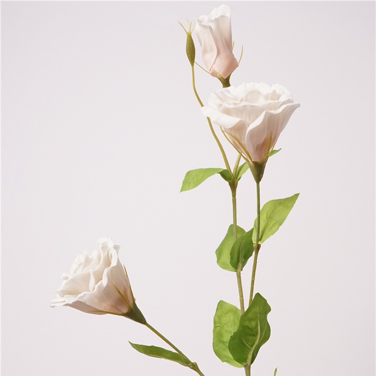 촉촉한 도라지 크림 살구 컬러