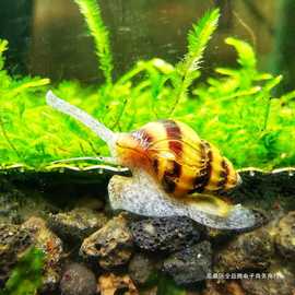 观赏螺淡水蜗牛宠物除藻螺马来黑金刚螺黄金杀手斑马螺清缸苹果螺