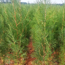 街道工程绿化侧柏树苗 荒山绿化植物侧柏树 各规格植株健壮树苗