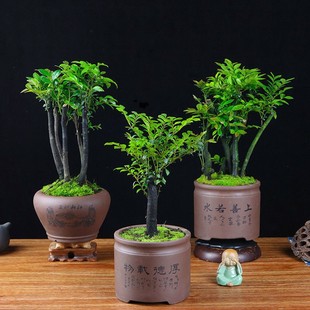 С�~��̴�辰����ڹǲ�䘶��ؔ�լ����ֲ���҃��k�����ļ�����