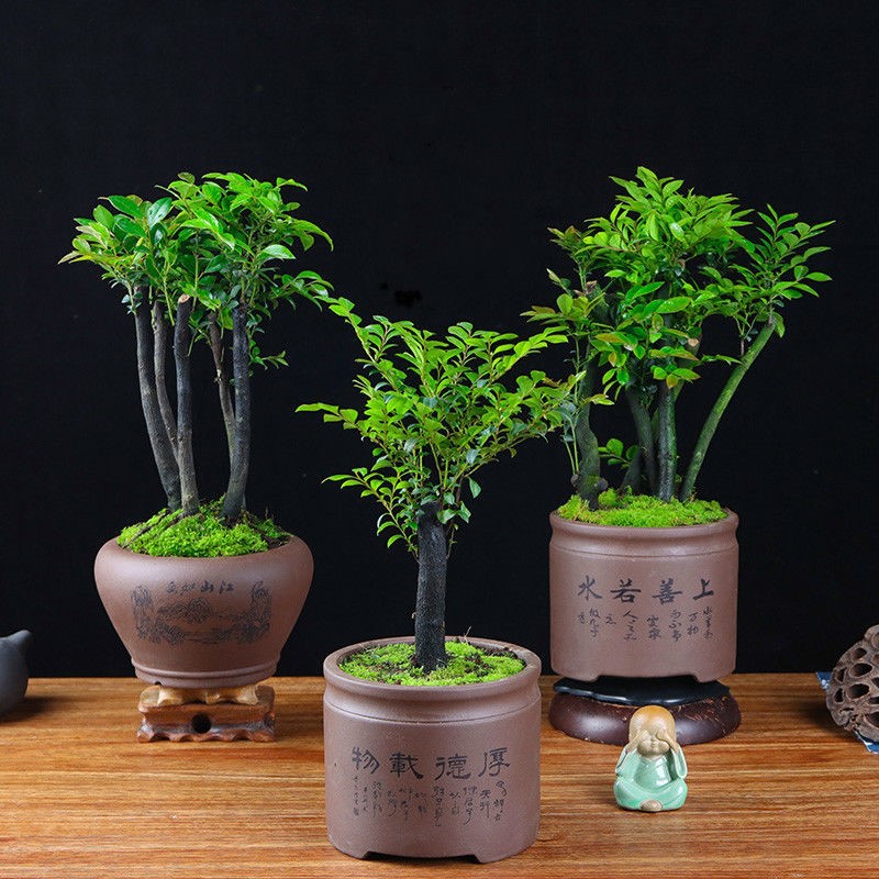 小叶紫檀盆景树苗黑骨茶树桩招财镇宅盆栽植物室内办公室四季常青