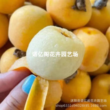 大五星枇杷树苗嫁接特大白沙枇杷苗南方北方种植盆栽地栽当年结果