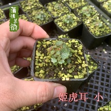 日本姬虎耳草盆栽拇指盆绿植种好迷你植物微型迷你小清新掌上把玩