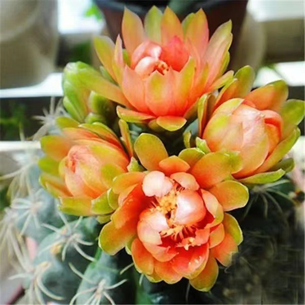 Flor de jade cactus florece en todas las estaciones, embellece el aire, el balcón, la sala de estar, la oficina, las plantas verdes, las flores en macetas
