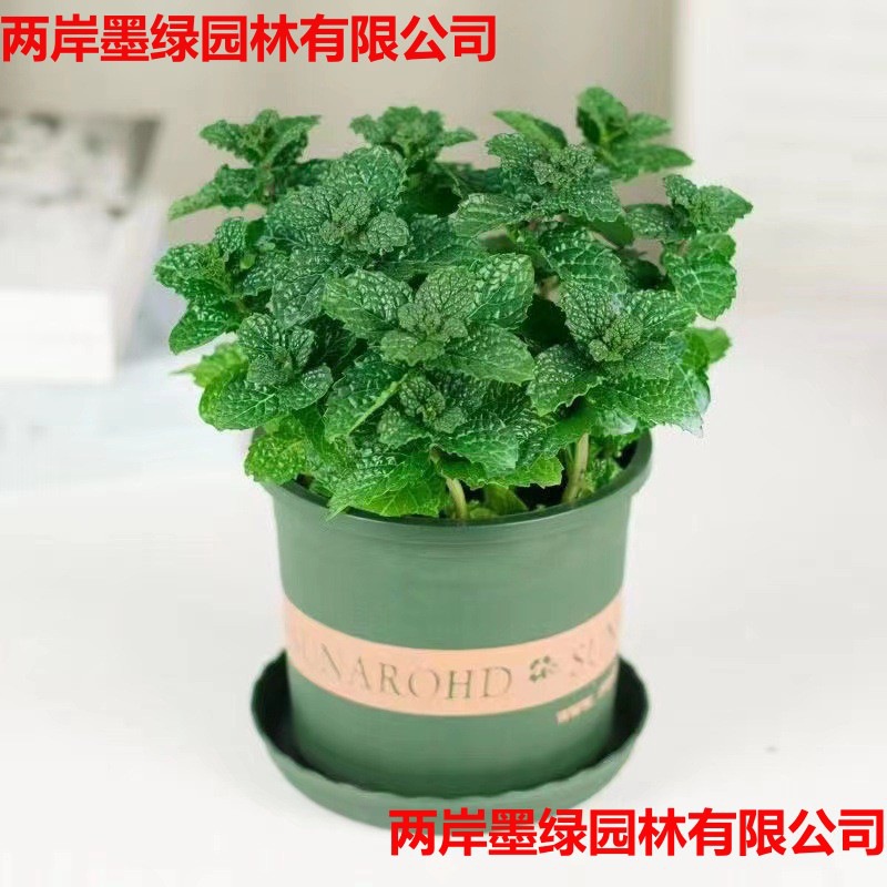 Mint potted edible lemon mint leaf hydraulic plant rosemary green…