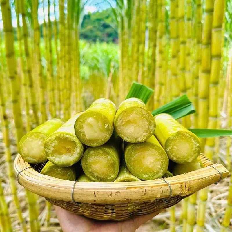 Yunnan Golden Sugarcane Fresh Fruit - Sweet Yellow Citrus Sugarcane Free Shipping Seasonal
