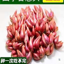 t[^Ĵ[^ļ[^[N[uԷNֲaذ]