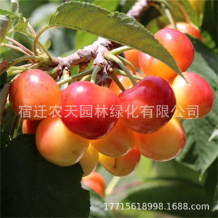 �S�ۻ��س��ۙ����� �޽ӹ�����  ܇���ә����粼����˹������