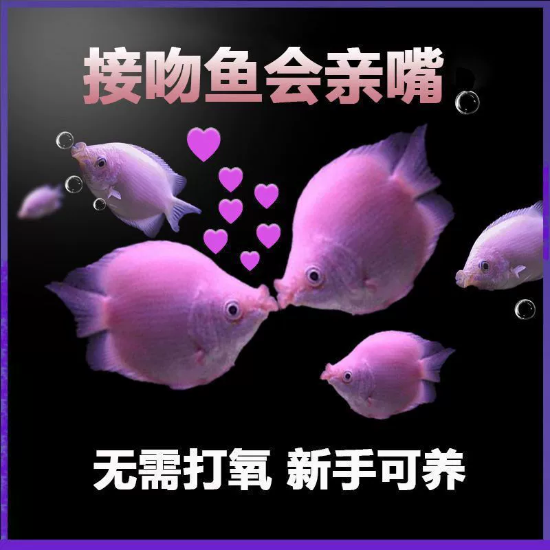 Поцелуйная рыба, поцелуйная рыба, домашняя рыба, тропическая рыба, декоративная рыба, милый аквариум, декоративная рыба в аквариуме