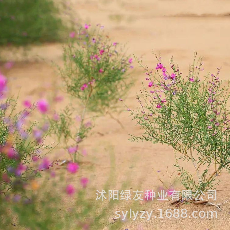 花棒种子 花棒沙漠种子