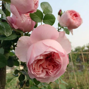 Château De Chenonceau Women's Rose Seedlings Blooming Roses Four Seasons Potted Flowers Climbing Plants Vine Roses