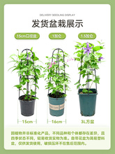 萌木园艺【铁线莲大苗带花苞】盆栽爬藤植物带盆栽好