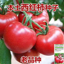 農家大粉大番茄種籽大紅四季毛粉柿子種子西紅柿苗陽台菜園蔬菜籽