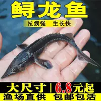 大型冷水鱼鲟鱼苗批发 | 成活率95% | 2026夏季直发