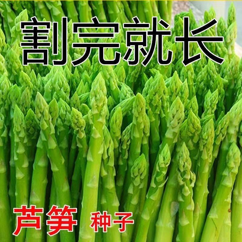 芦笋种子进口绿芦笋根苗四季种植蔬菜之王抗热耐寒高营养蔬菜种子