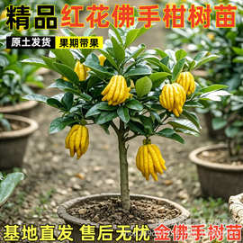 佛手柑树苗盆栽带果室内阳台庭院老桩金华佛手鲜果树好养花卉绿植