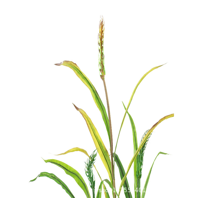 秋色小麦 (7).jpg