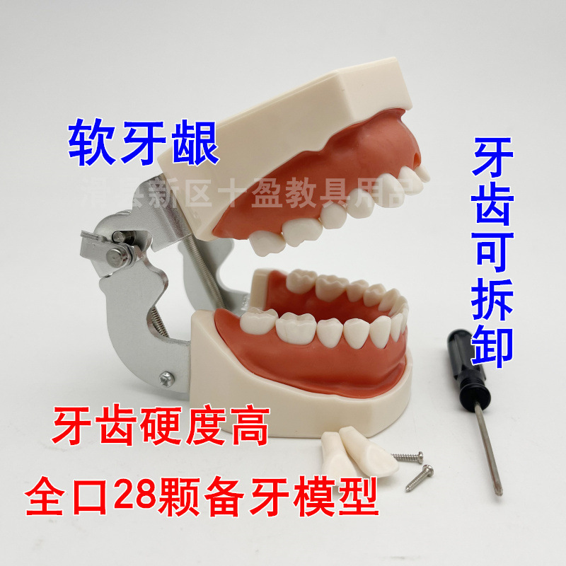 Oral Dental Tooth Model Tooth Preparation Practice Soft Gum Dental Model Removable and Removable Replacement Simulation Resin Isolated Tooth Oral Dental Tooth Model Tooth Preparation Practice Soft Gum Dental Model Removable and Removable Replacement Simulation Resin Isolated Tooth