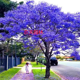 �{��麘��� ���F���� ��ϡ���F���� �P��ľ �t��麘�ͥԺ�G������