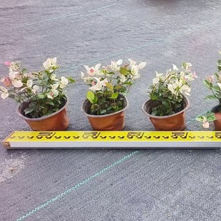 Wholesale Base of Variegated Clematis Small Cup Seedlings, Two-Tone Cup Seedlings, Variegated Clematis Potted Seedlings, Project Seedlings with Large Quantity Discounts