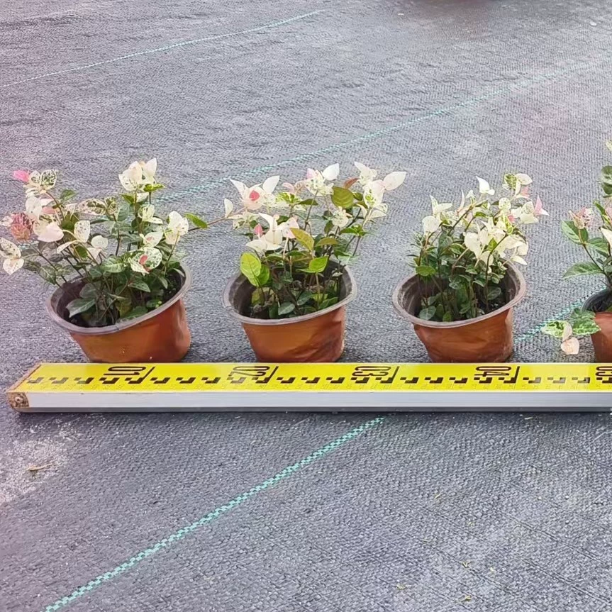 Оптовая база разноцветных саженцев клевера в маленьких горшках, двухцветных саженцев в горшках, разноцветных клеверов в горшках, проектных саженцев с оптовыми скидками.