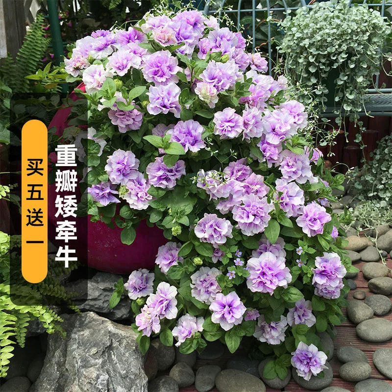 100 семян петунии с двумя лепестками