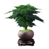 Bamboo potted plant office office office hydroponic living room lazy small green plant flower big full bonsai four seasons evergreen