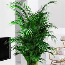 散尾葵植物凤尾竹盆栽客厅桌面大型富贵椰子花卉绿植天堂鸟绿植花