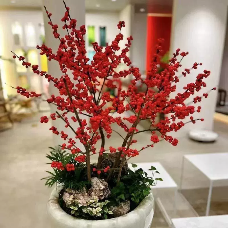 进口北美冬青盆栽带红果送公树年宵花真鲜花耐寒花卉北美冬青树苗