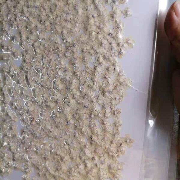 Tree Flower Five -Star Flower Milk Dried Flower DIY Face