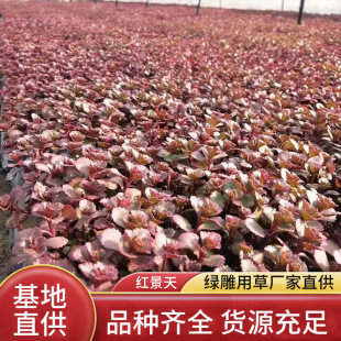 �r��ݻ��G����ľ�t�����޸��������߾������w�����G��ݻ������l